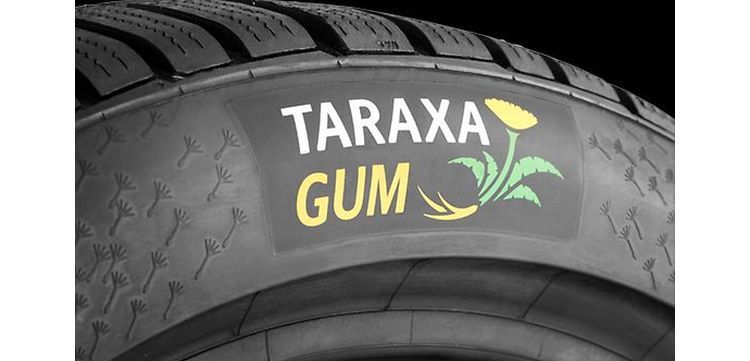 Continental abre el laboratorio de investigación para caucho de diente de león